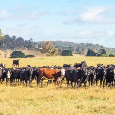 A herd of black cattle with one brown and white animal in the centre stands in a field of dry grass with forested hills in the background